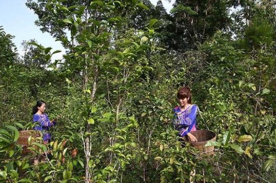 世界茶树发源地的核心地区