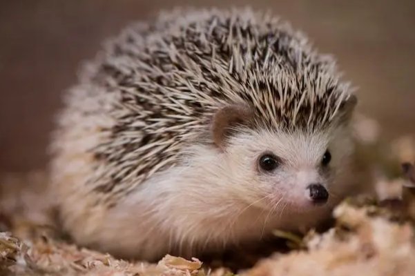 蚂蚁天敌都有哪些动物?