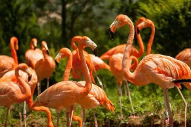 动物世界片头曲