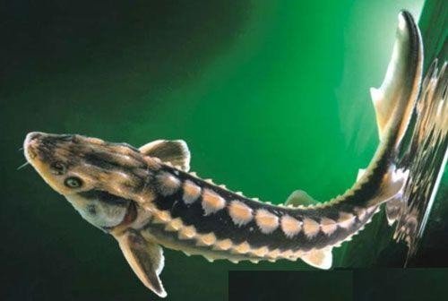 中华鲟是什么鱼