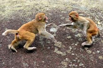 两只猴子接吻被拍后反应如何？