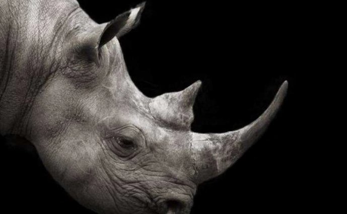 灰犀牛是什么意思?