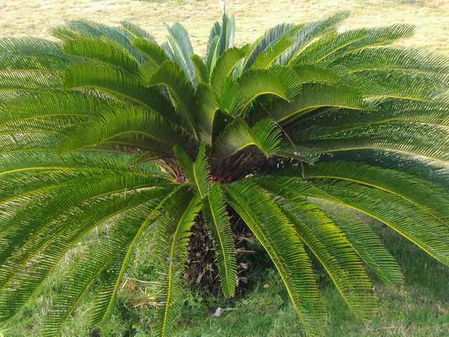 南美苏铁的形态特征