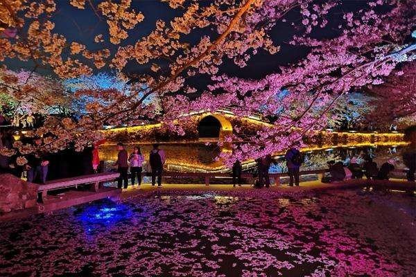 盛开的樱花林下解读