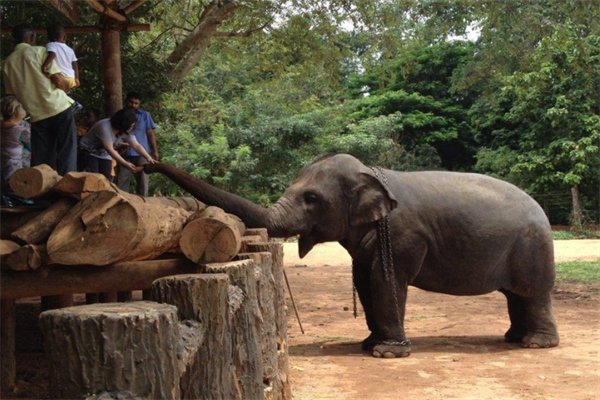 游客喂大象，却被大象卷起暴摔，如何正确喂养动物？