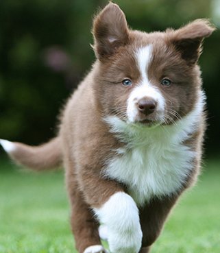 边境牧羊犬好养吗?