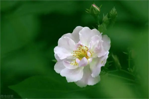 微雨燕双飞 落花人独立全诗
