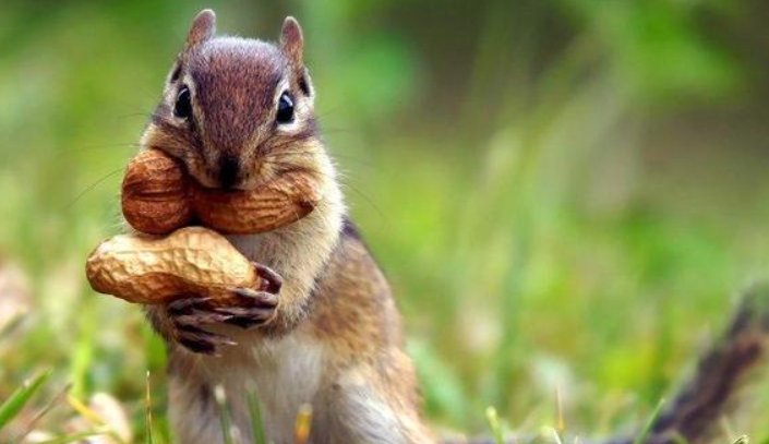 植物传播方法100种短句