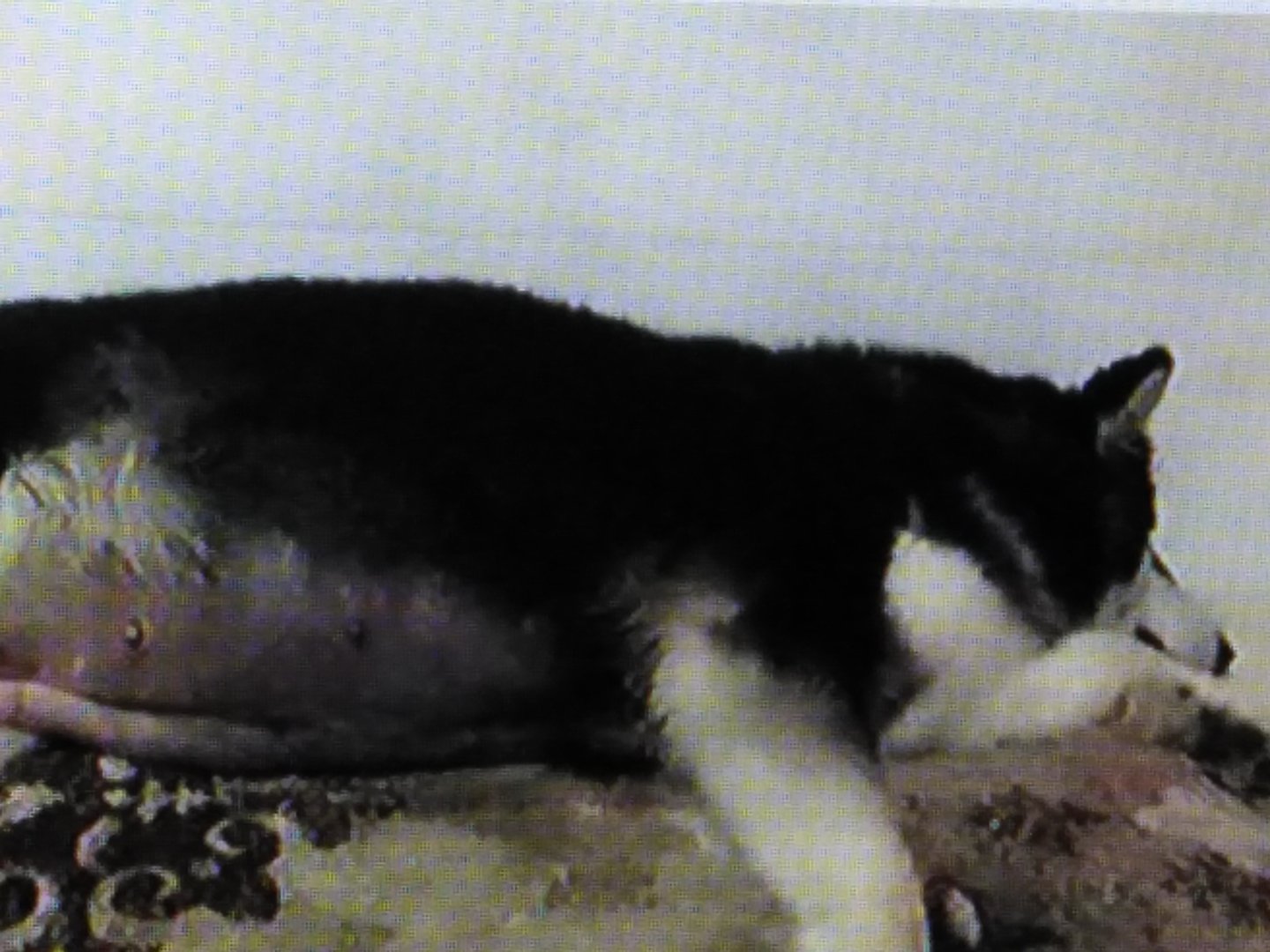 够色狗啥意思？