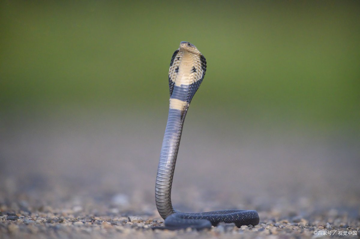 眼镜王蛇最怕什么蛇