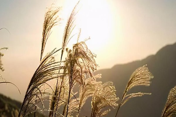 黍离之悲指的是