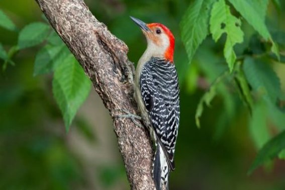 niao拼音的所有汉字