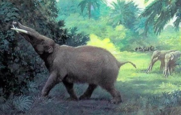 猜一猜：海洋中的海牛与哪种动物是近亲？