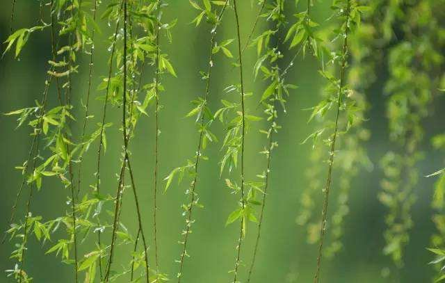 折柳送别的诗句有哪些？