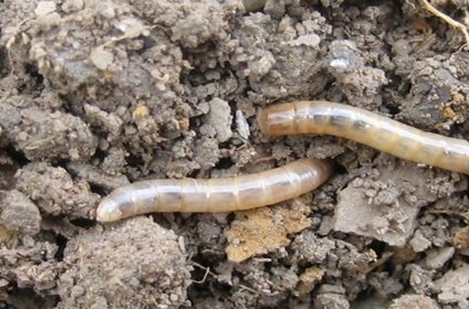 防治地下害虫的方法有哪些