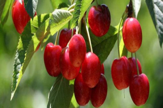 蜜露大樱桃品种介绍