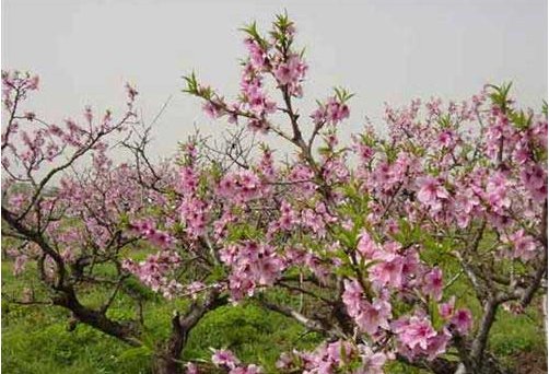 花和叶子有一定的生长顺序,那桃树开花和叶子的生长顺序是怎样的?