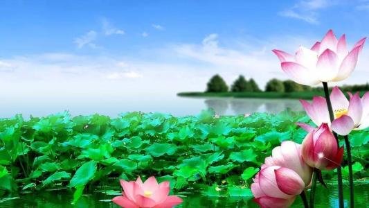 晓出净慈寺送林子方 古诗的意思