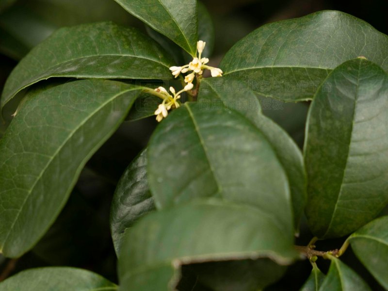 10个有关桂花的神话