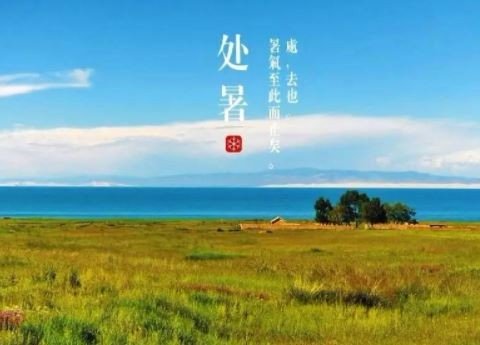 处暑不出头，割谷喂老牛什么意思？