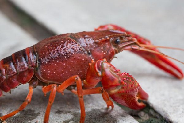 小龙虾一斤大概多少只