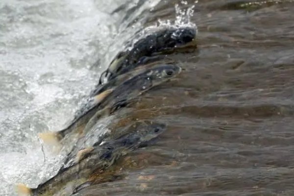 顺逆流问题的方程公式