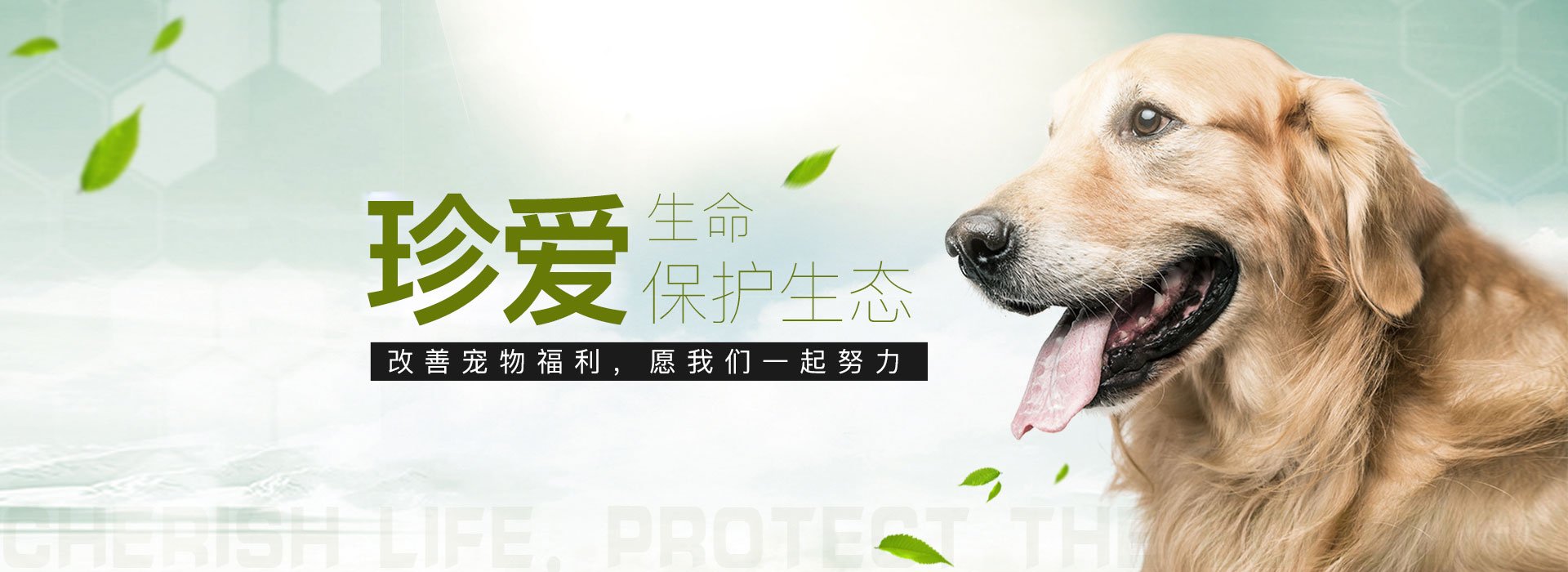 猫咪寄养一天要多少钱？