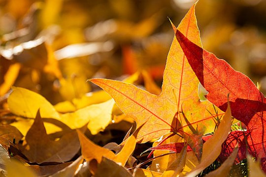 白露的寓意和象征意义