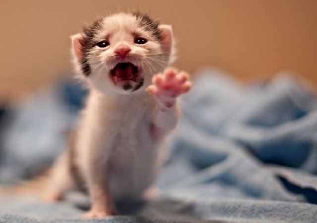 韩语中的 不要走 怎么写(念)