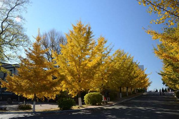 银杏树苗价格表是怎样的？