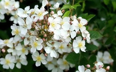 荼蘼花什么时候开花什么时候花落？