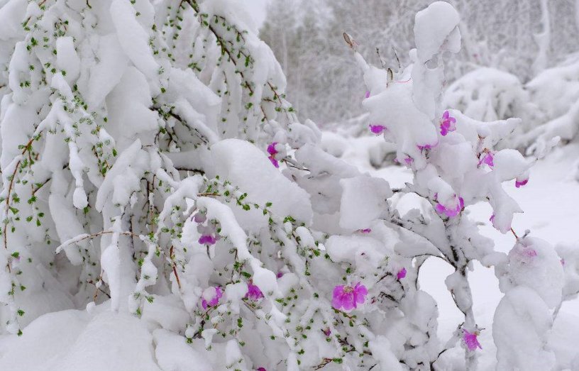 描写春天夜晚下雪的诗句