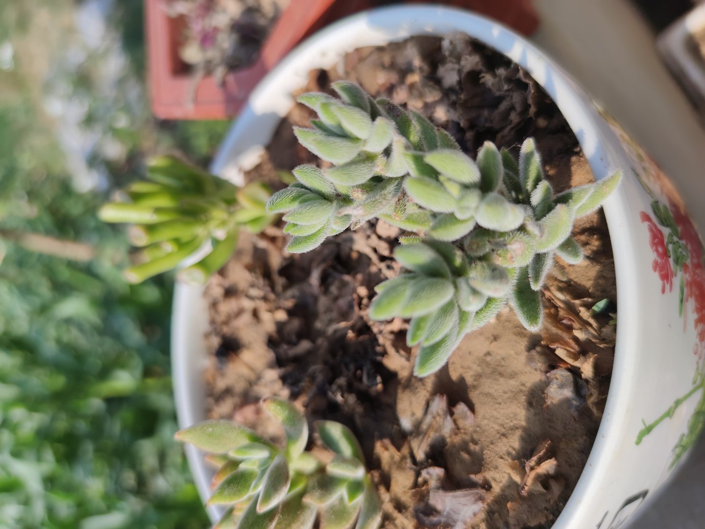 儿子经常对自己母亲大喊大叫该怎办？