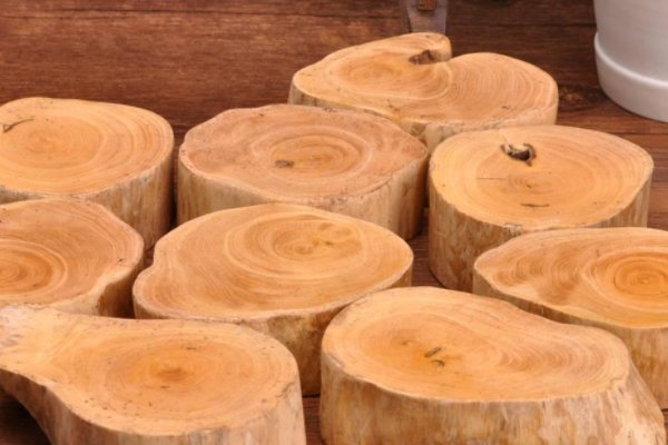 黄杨树的价格？