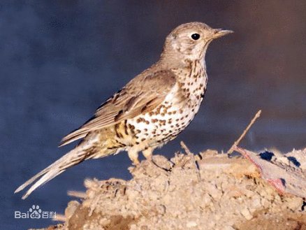欧歌鸫的保护级别
