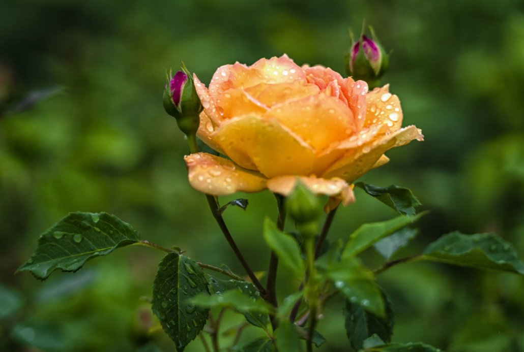 看见路边野花的心情句