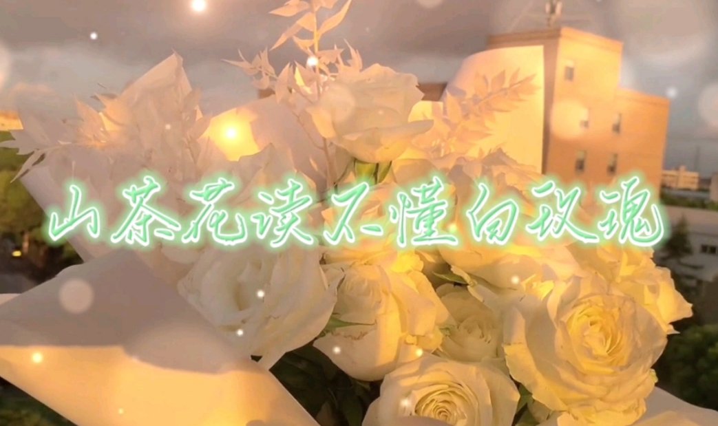 山茶花读不懂白玫瑰，是什么意思呢？