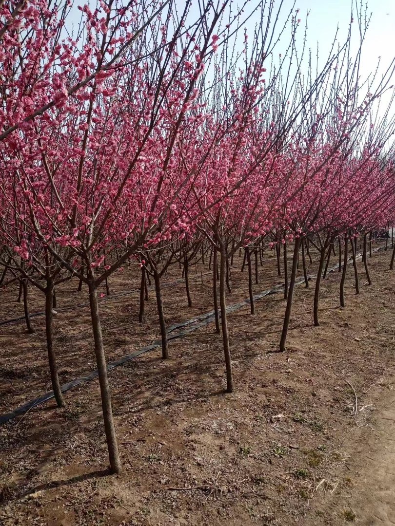 梅花有没有叶子？