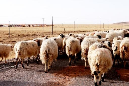 官方通报活羊注水事件，通报的内容是什么？