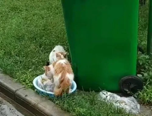 福建龙岩一小区的高层抛落4只小猫，小猫的情况如何？