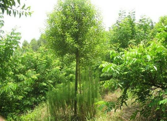 提供檀香吸收营养的草叫什么