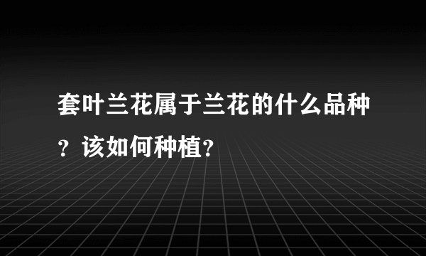 套叶兰花属于兰花的什么品种？该如何种植？