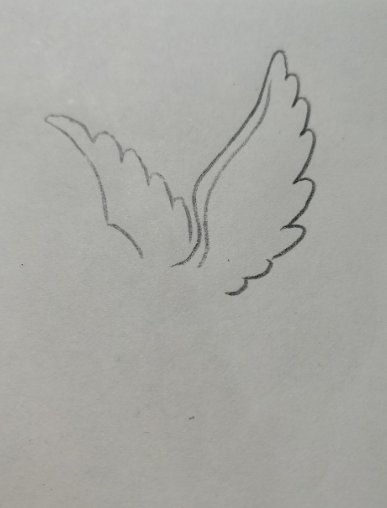 一只和平鸽的画法