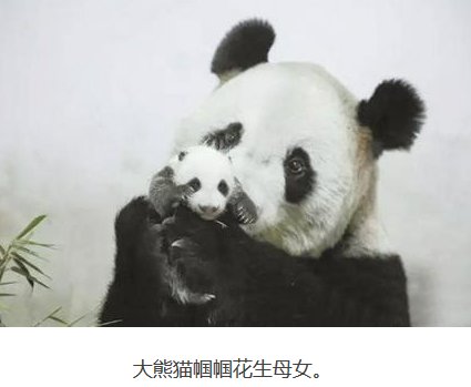 10年养死5只熊猫是为什么？