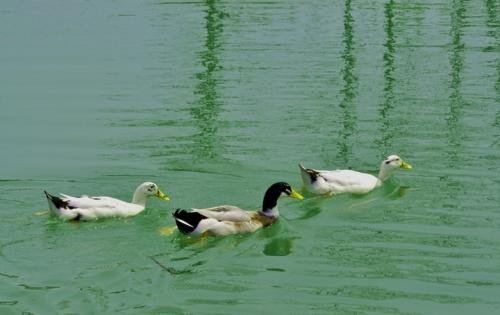 竹外桃花三两枝，春江水暖鸭先知。蒌蒿满地芦芽短，正是河豚欲上时意思是什么？