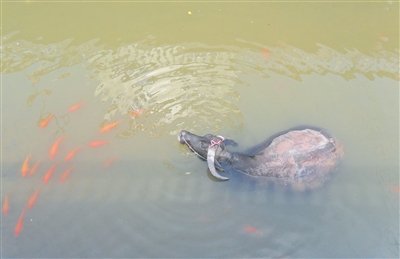 水牛鱼的生活区域