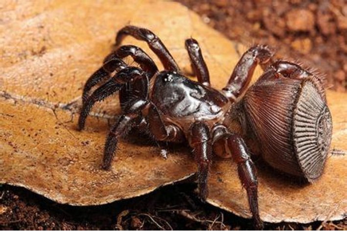 spiders是什么意思