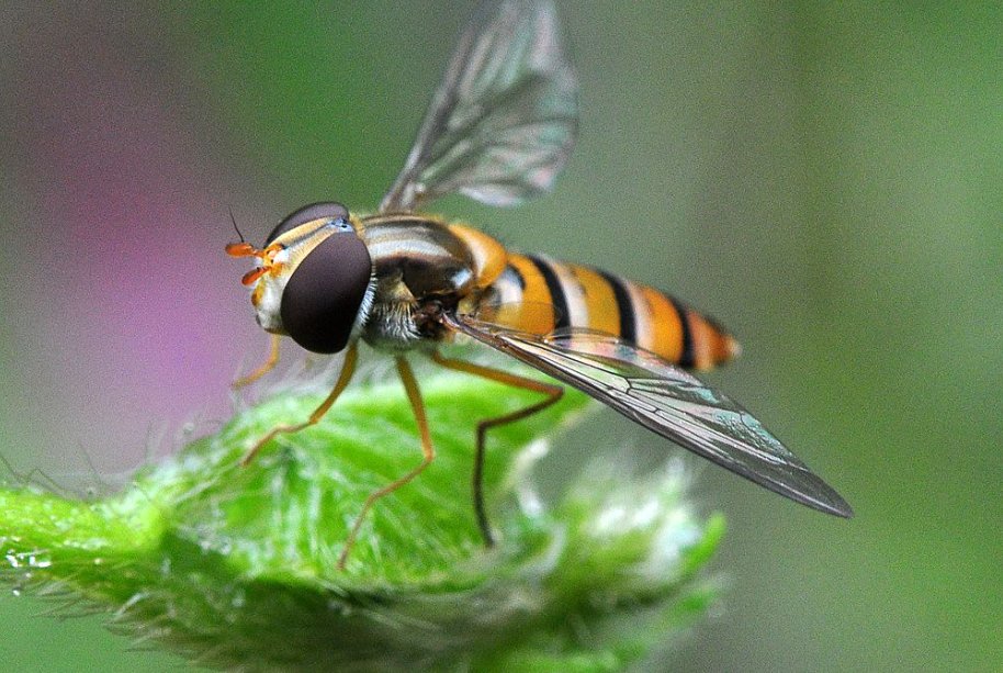 蝇的拼音怎么拼写
