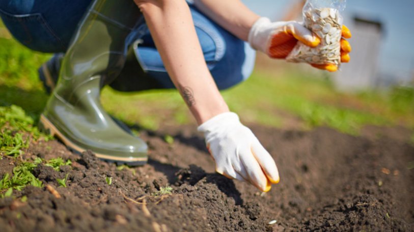 播种的最佳节气是哪个节气