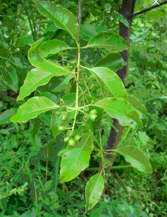 提供檀香吸收营养的草叫什么